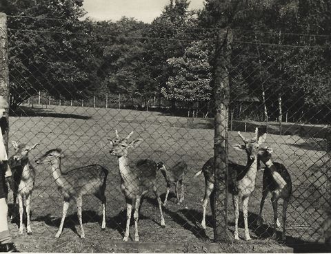 Oeynhausener Schweiz in Bad Oeynhausen mit Rehen im Wildgehege, Erweiterung des Kurgebietes um 1900.