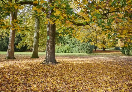 Der herbstliche Kurpark in Bad Oeynhausen mit vielen Laubblättern.